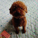 『小田ペット』　クラウドくんのご家族からのメッセージ