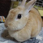 『小田ペット』　ショコラちゃんのご家族からのメッセージ