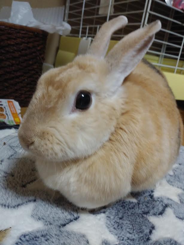 『小田ペット』　ショコラちゃんのご家族からのメッセージ
