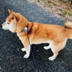 『小田ペット』　哲平くんのご家族からのメッセージ