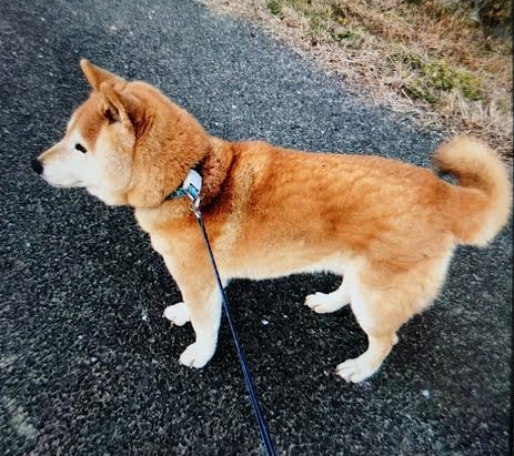 『小田ペット』　哲平くんのご家族からのメッセージ