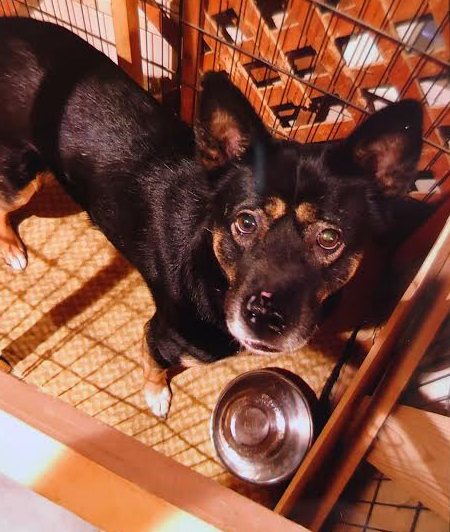 『小田ペット』　くるみちゃんのご家族からのメッセージ