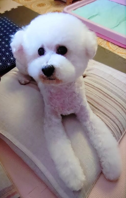 『小田ペット』　しんのすけくんのご家族からのメッセージ