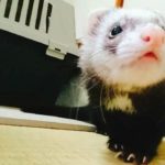 『小田ペット』　もなかちゃんのご家族からのメッセージ