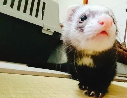 『小田ペット』　もなかちゃんのご家族からのメッセージ