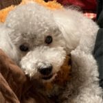 『小田ペット』　そらくんのご家族からのメッセージ