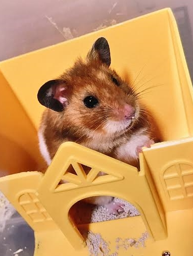 『小田ペット』　たんたんくんのご家族からのメッセージ