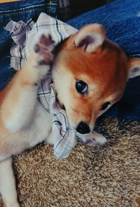 『小田ペット』　小雪ちゃんのご家族からのメッセージ