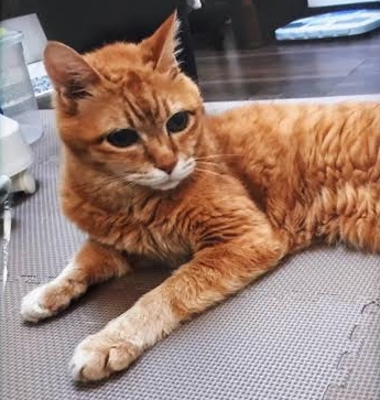 『小田ペット』　トラノスケくんのご家族からのメッセージ