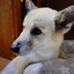 『小田ペット』　まゆちゃんのご家族からのメッセージ
