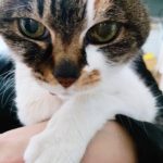 『小田ペット』　モモちゃんのご家族からのメッセージ