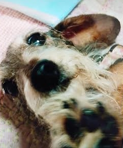 『小田ペット』　菜々ちゃんのご家族からのメッセージ