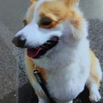 『小田ペット』　コロちゃんのご家族からのメッセージ
