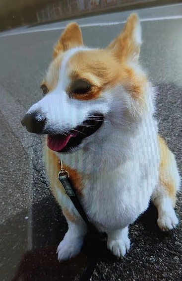 『小田ペット』　コロちゃんのご家族からのメッセージ