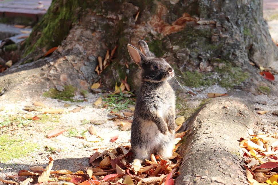 『小田ペット』　モコちゃんのご家族からのメッセージ
