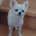 『小田ペット』　メイちゃんのご家族からのメッセージ