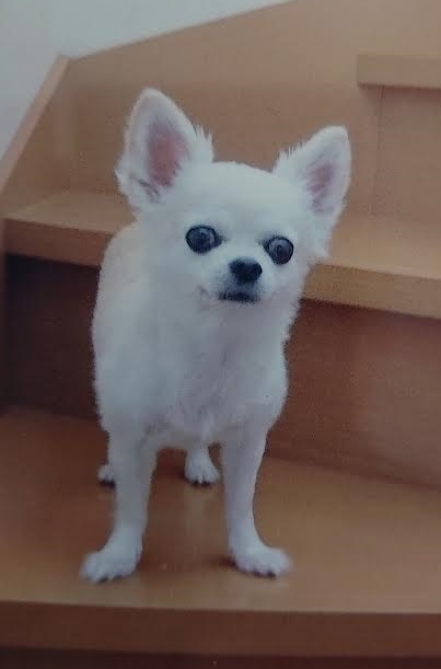 『小田ペット』　メイちゃんのご家族からのメッセージ