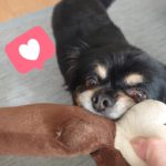 『小田ペット』　チロくんのご家族からのメッセージ