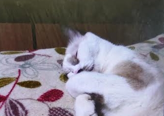『小田ペット』　ケイちゃんのご家族からのメッセージ