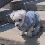 『小田ペット』　エルちゃんのご家族からのメッセージ