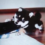 『小田ペット』　ベアーくんのご家族からのメッセージ