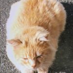 『小田ペット』　きいちゃんのご家族からのメッセージ