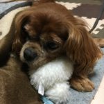 『小田ペット』　はなちゃんのご家族からのメッセージ