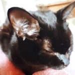 『小田ペット』　ゴマちゃんのご家族からのメッセージ