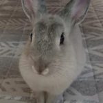 『小田ペット』　ぽこちゃんのご家族からのメッセージ