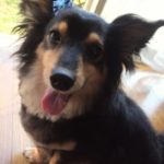 『小田ペット』　優ちゃんのご家族からのメッセージ