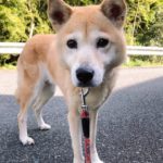 『小田ペット』　ハナちゃんのご家族からのメッセージ