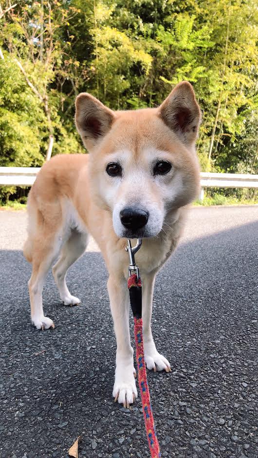 『小田ペット』　ハナちゃんのご家族からのメッセージ
