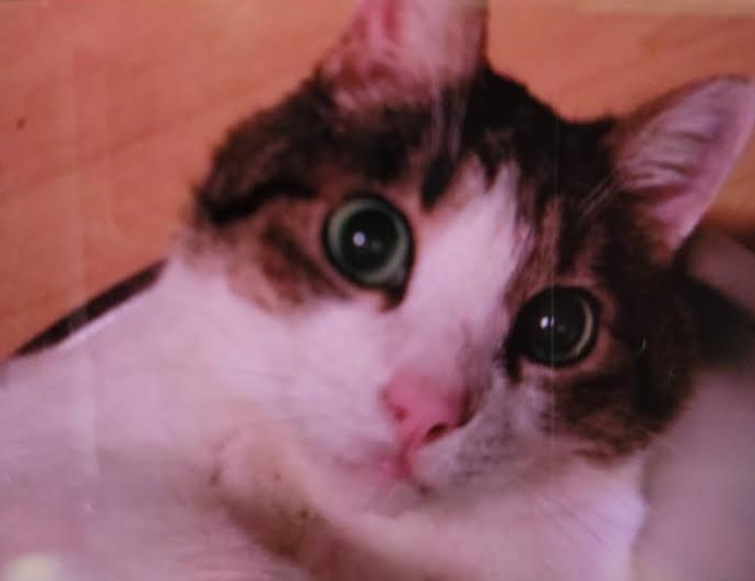 『小田ペット』　たくくんのご家族からのメッセージ