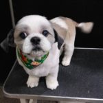 岩国市　Ｓ様　犬の小次郎くん