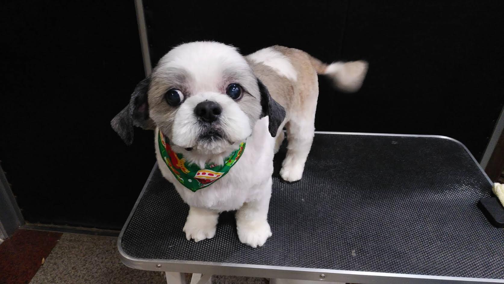 岩国市　Ｓ様　犬の小次郎くん
