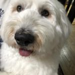 岩国市　Ｙ様　犬のハリーくん