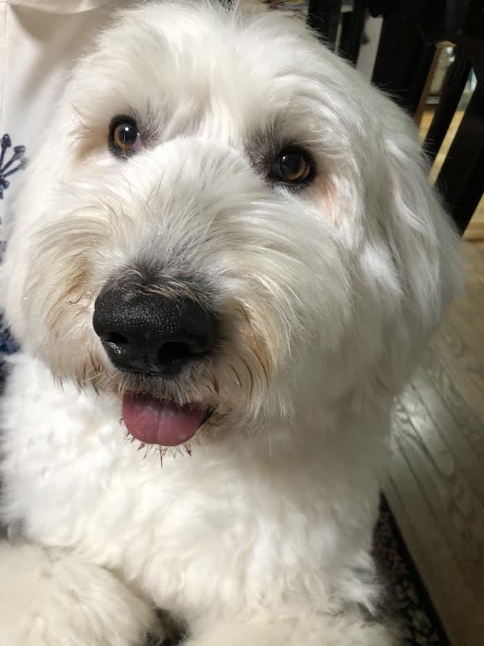 岩国市　Ｙ様　犬のハリーくん