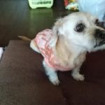 下松市　Ｕ様　犬のはなちゃん