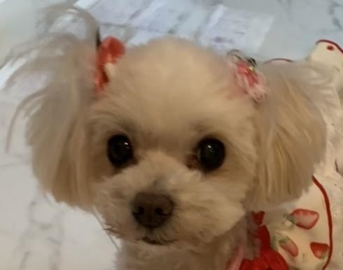 周南市　Ｈ様　犬のぺティちゃん