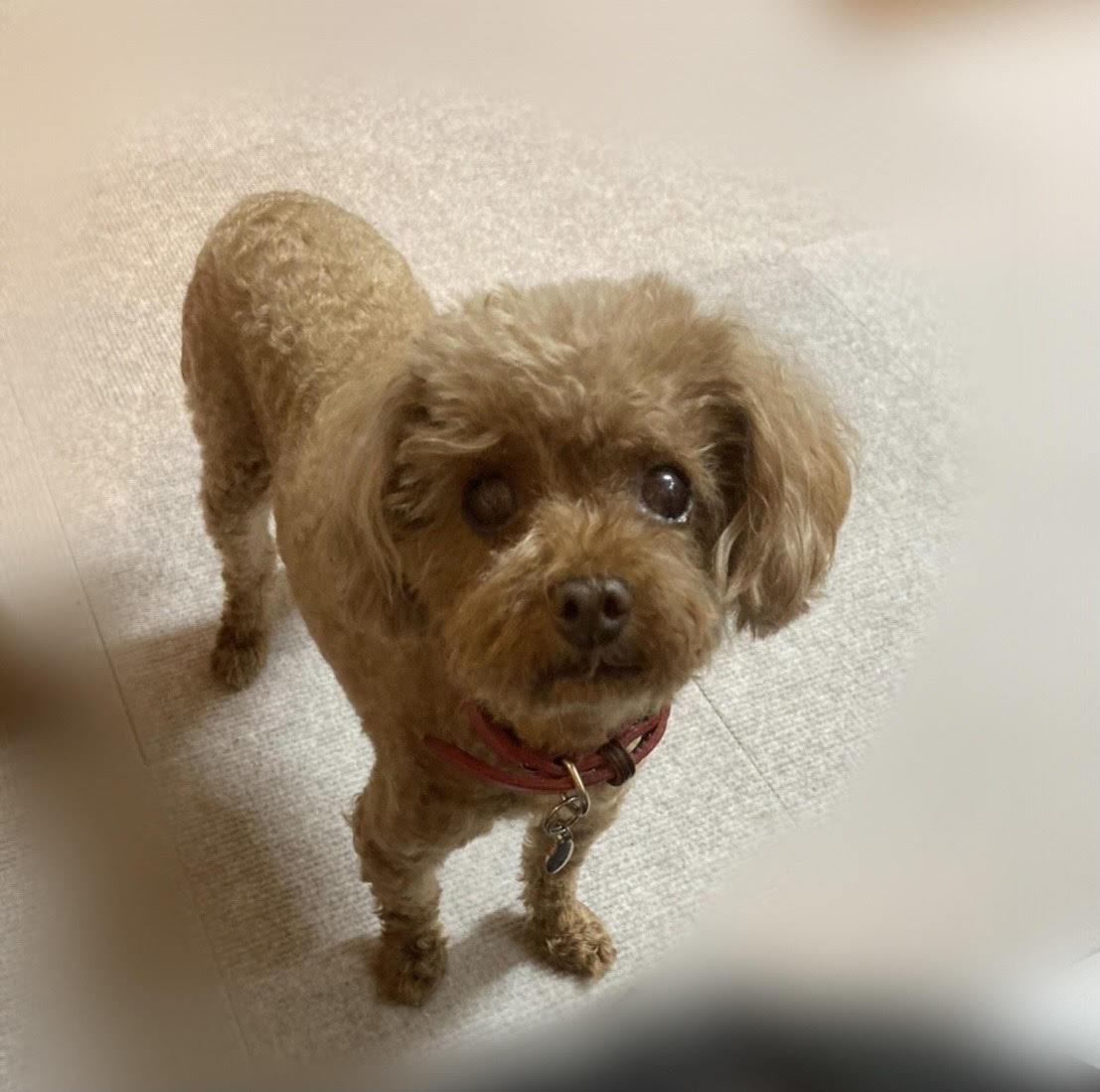 周南市　Ｍ様　犬のココちゃん