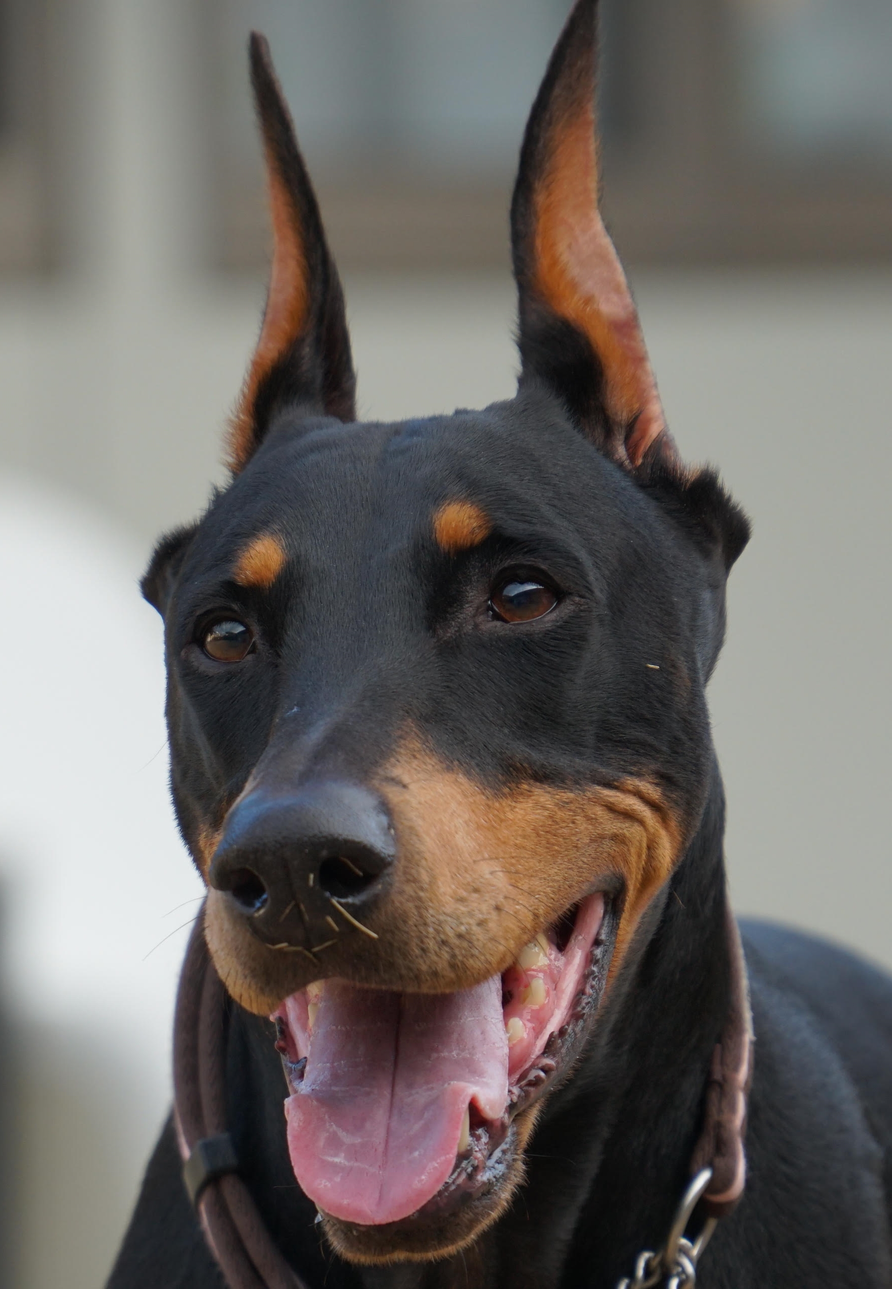田布施町　Ｓ様　犬のガブリエルちゃん