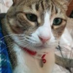 岩国市　Ｔ様　猫のシャープくん