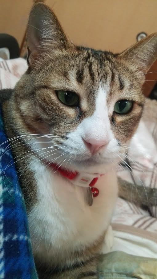 岩国市　Ｔ様　猫のシャープくん