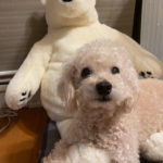岩国市　Ｈ様　犬のりくくん