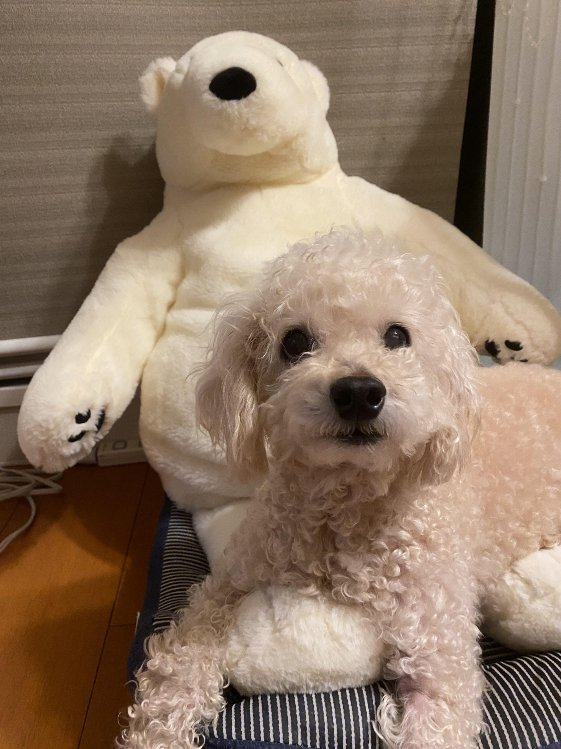 岩国市　Ｈ様　犬のりくくん