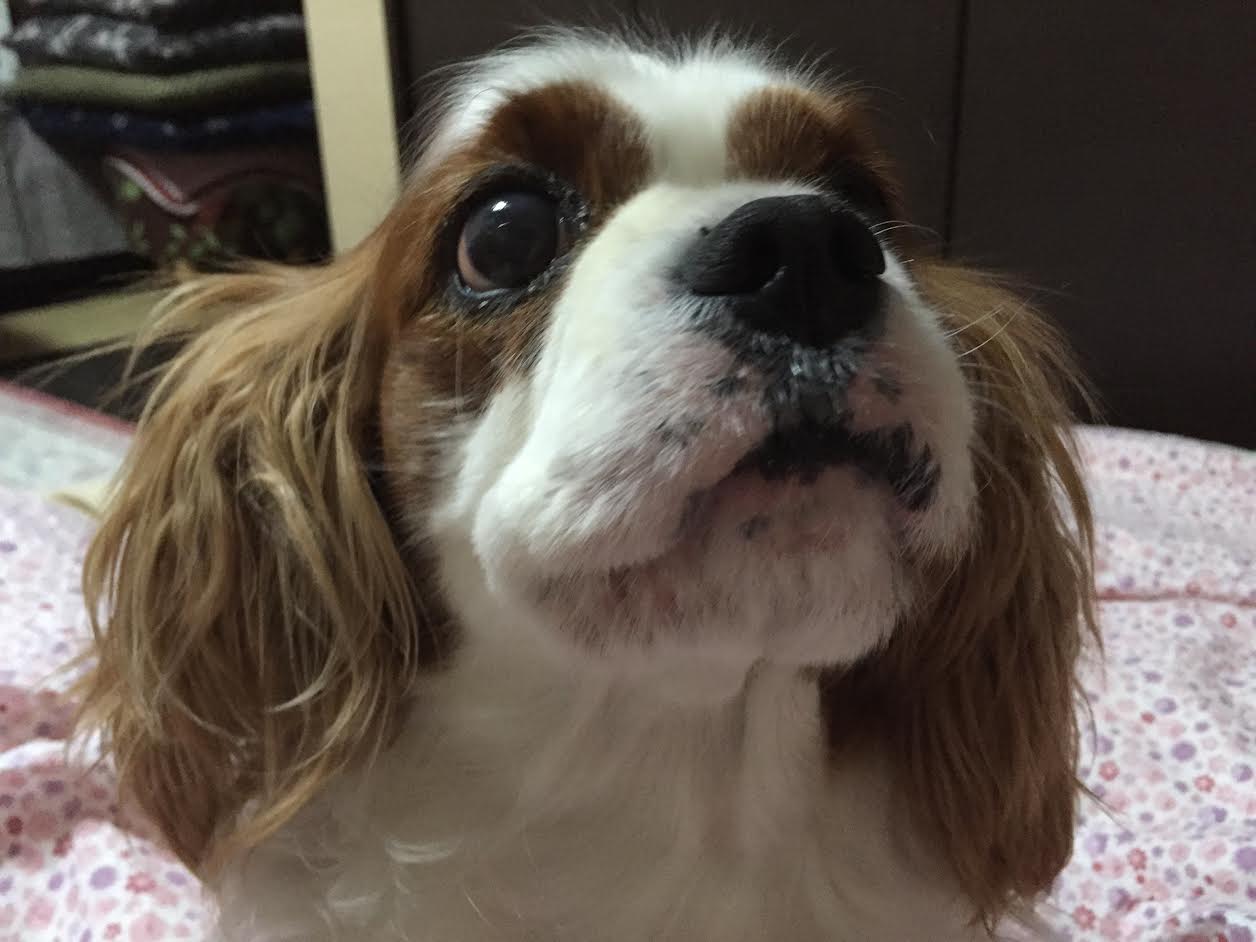 下松市　Ｈ様　犬のちっぷちゃん