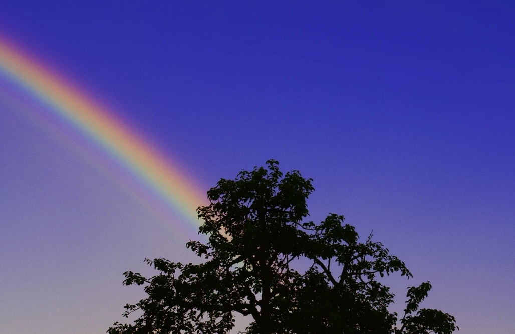 光市Ｎ様犬のメリーくん