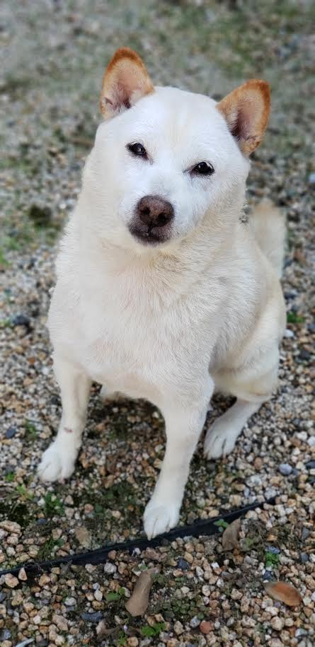 周南市　Ｓ様　犬のラテくん