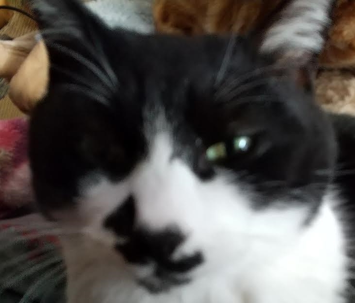 下松市 ｈ様 猫のクロくん 小田ペット葬祭