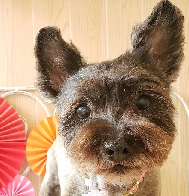 周防大島町U様犬の心ちゃん